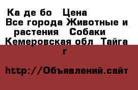 Ка де бо › Цена ­ 25 000 - Все города Животные и растения » Собаки   . Кемеровская обл.,Тайга г.